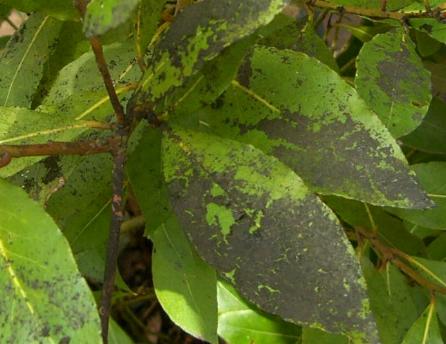 picture uf sooty mould on bay leaves