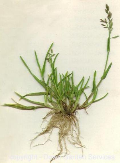 picture of ANNUAL MEADOWGRASS