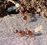 picture of RED ANTS