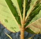 picture of APHIDS click for more information