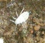 picture of A ROOT APHID click for more information