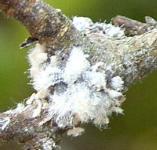 picture of WOOLLY APHIDS click for more information