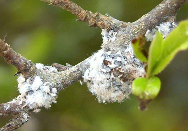picture of woolly aphids