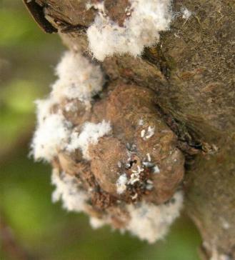 picture of woolly aphid callous