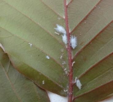 picture of beech woolly aphid
