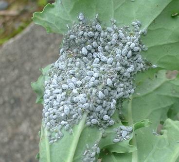 picture of cabbage aphids