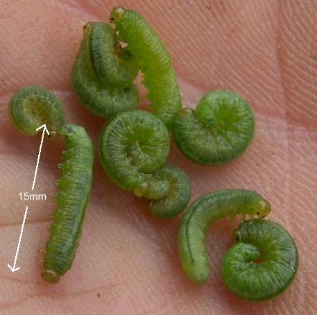 picture of Aquilegia Sawfly Larvae