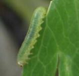 picture of AQUILEGIA SAWFLY GRUB click for more information