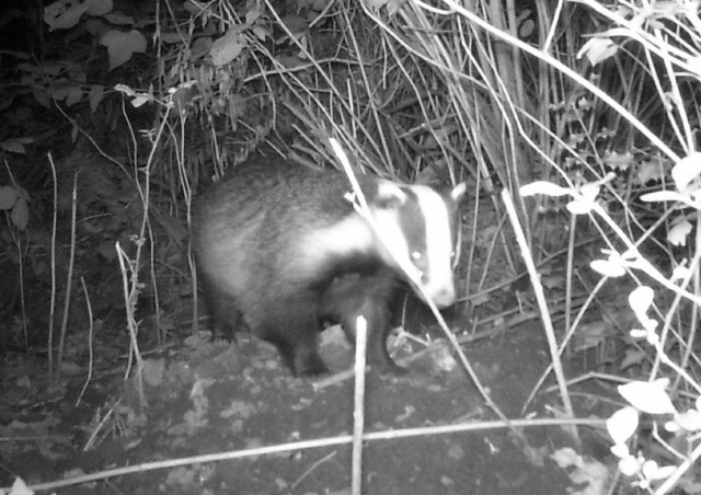 image of a badger