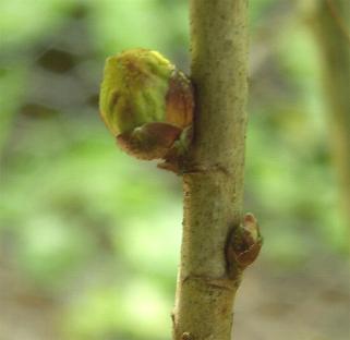 picture of blackcurrant buds affected by the Cecidophyopsis ribis bug
