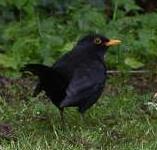 picture of A Blackbird