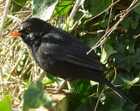 image of blackbird showing leucism