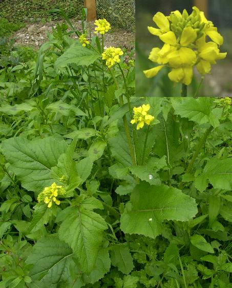 image of Black Mustard, Brassica nigra