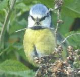 picture of a Blue Tit click for more information