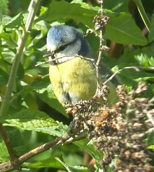 image of a blue tit