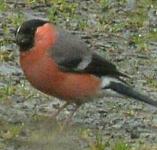 picture of a BULLFINCH click for more information