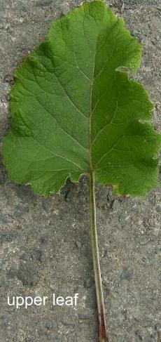 Lesser Burdock leaf