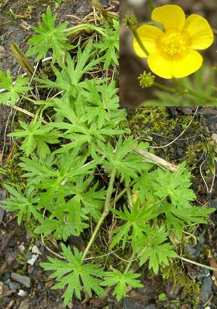 double meadow buttercup