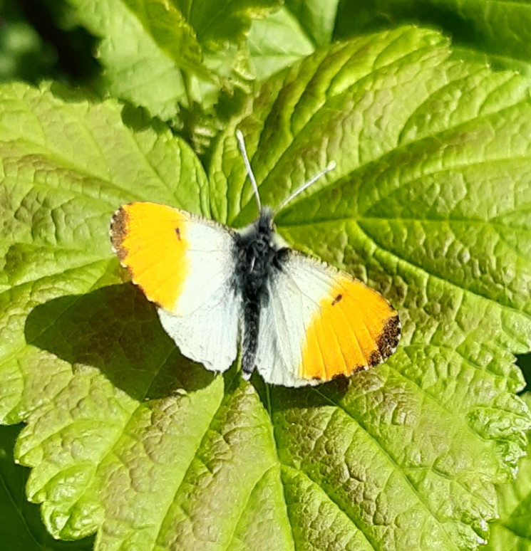 IMAGE OF A MALE ORANGE-TIP BUTTERFLY