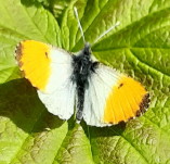 picture of an ORANGE-TIP BUTTERFLY click for more information