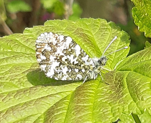 IMAGE OF RESTING ORANGE-TIP BUTTERFLY