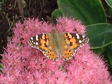 picture of Painted Lady Butterfly