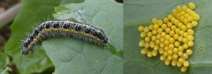 picture of caterpillar of large cabbage white butterfly and eggs