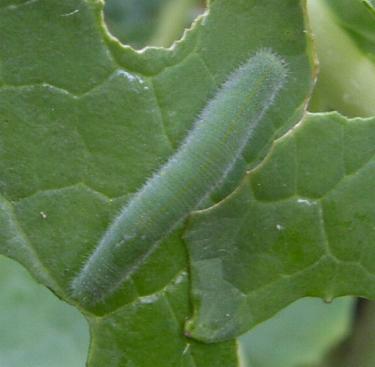 picture of later instar small cabbage white butterfly caterpillar