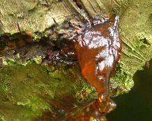 CLICK FOR INFORMATION ON BACTERIAL CANKER