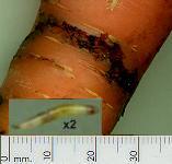 picture of CARROT FLY GRUB click for more information