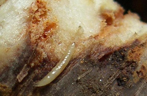 image of carrot root fly damage