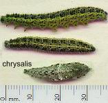 picture of LARGE CABBAGE WHITE CATERPILLAR click for more information