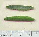 picture of SMALL CABBAGE WHITE CATERPILLAR click for more information