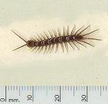 picture of CENTIPEDE click for more information