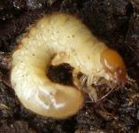picture of a GARDEN CHAFER GRUB click for more information