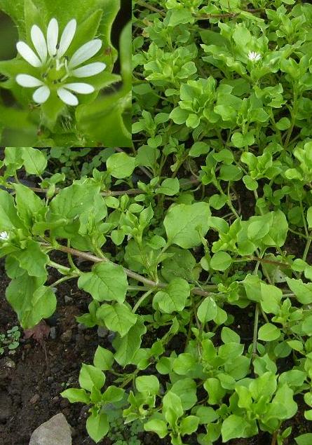 image of Chickweed, Stellaria media