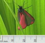 picture of a CINNABAR MOTH click for more information