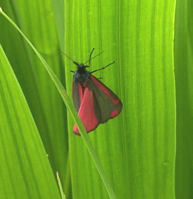 picture of Cinnabar Moth