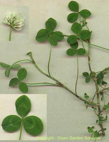 picture of WHITE CLOVER