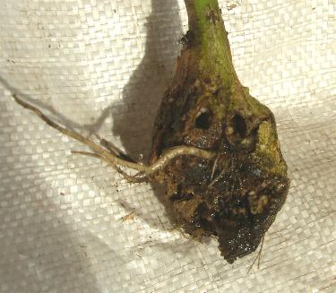 picture of clubroot