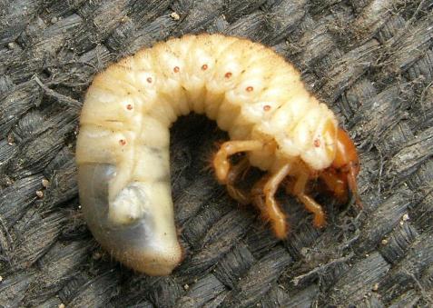 picture of a cockchafer grub