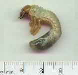 picture of COCKCHAFER GRUB click for more information