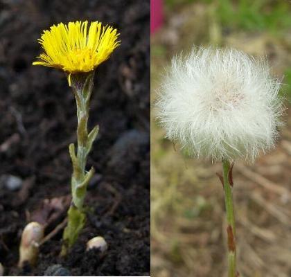 image of a Colt's-foot flower and seedhead