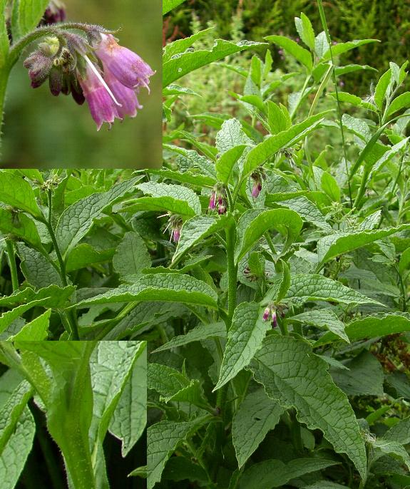 picture of Russian Comfrey and flowers