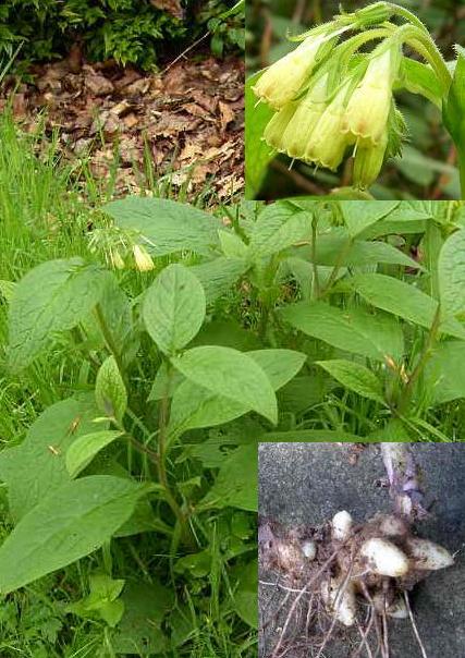 picture of tuberous comfrey