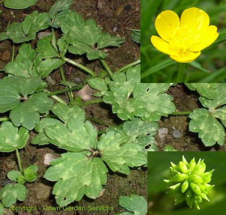 picture of CREEPING BUTTERCUP