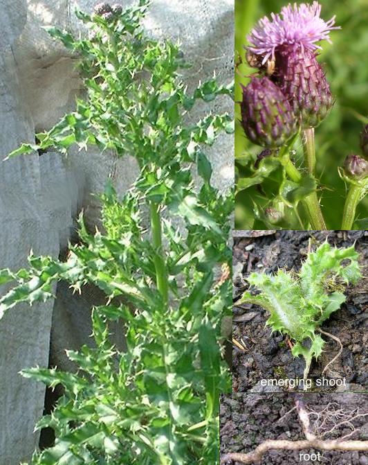 picture of Creeping Thistle