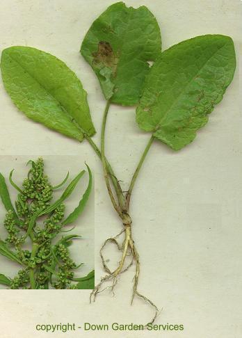 picture of young BROAD-LEAVED DOCK