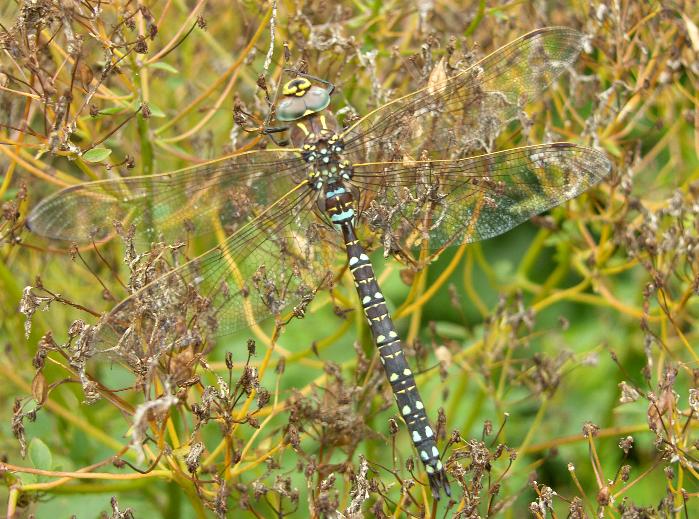 picture of a common hawker dragonfly