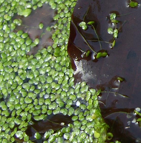 picture of common duckweed